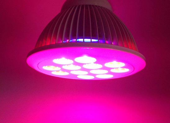 文軒熱能關注高功率LED植物照明散熱領域